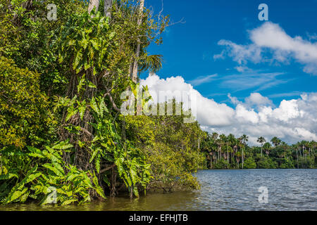 Fluss in den peruanischen Amazonas-Dschungel bei Madre De Dios, Peru Stockfoto