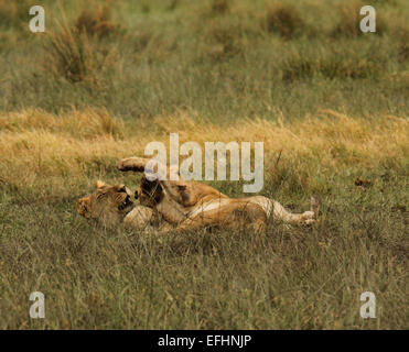 Löwen sind die Faulsten der Großkatzen für 16 bis 20 Stunden am Tag ruhen. Rest der Zeit Jagd umwerben, Territorium zu schützen Stockfoto
