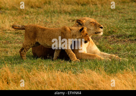 Löwen sind die Faulsten der Großkatzen für 16 bis 20 Stunden am Tag ruhen. Rest der Zeit Jagd umwerben, Territorium zu schützen Stockfoto