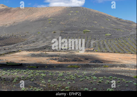 Weinberge auf schwarzem Vulkansand in La Geria Tal, Insel Lanzarote, Kanarische Inseln, Spanien Stockfoto