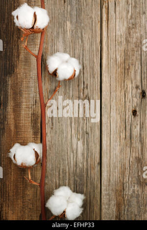 Baumwolle Bio Pflanze Knospen Closeup Holz Hintergrund Draufsicht Stockfoto