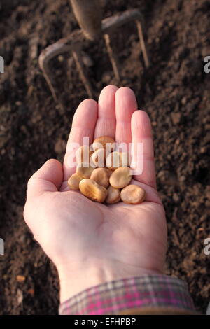 Witkiem Manita Saubohne Samen bereit für Frühjahr Pflanzung im Februar UK Stockfoto