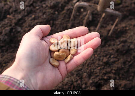 Variante "Saubohne" Samen "Witkiem Manita bereit für Frühjahr Pflanzung im Februar UK Stockfoto