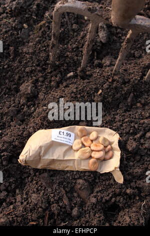 Saubohne Samen Variante Witkiem Manita bereit für Frühjahr Pflanzung im Februar UK Stockfoto