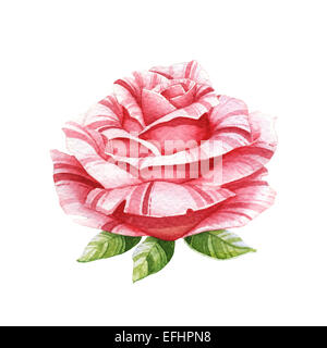 Rosa Aquarell rose auf der weißen Stockfoto