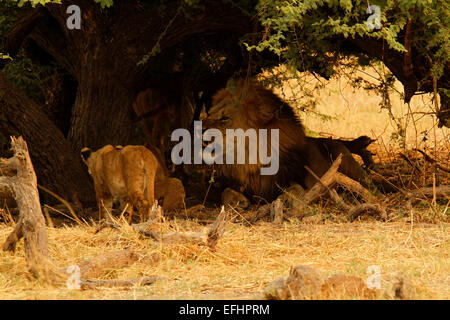 Afrikanische Löwen großen männlichen Löwen mit zwei Löwenbabys im Schatten einer Akazie Dorn, große Mähne auf dem männlichen Löwen Stockfoto