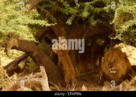 Afrikanische Löwen großen männlichen Löwen mit zwei Löwenbabys im Schatten einer Akazie Dorn, ein Jungtier nutzt seine Krallen auf dem Baum Stockfoto