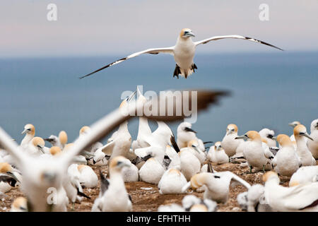 Australasian Gannet im Flug, Brutkolonie am Cape Kidnappers, Gannet Reserve, Hawke's Bay, North Island, Neuseeland Stockfoto