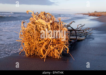 Treibholz am Strand von Hokitika mit Baum Wurzeln, Hokitika, West Coast, Südinsel, Neuseeland Stockfoto