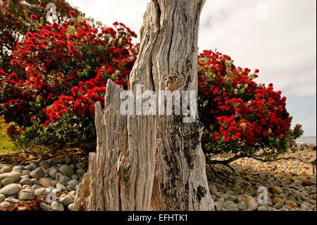 Rote Blüte Neuseeland Weihnachtsbaum, Pohutukawa Baum, Coromandel Peninsula, Nordinsel, Neuseeland Stockfoto