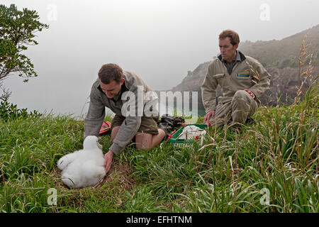 Zwei Ranger aus der Royal Albatross Centre Überprüfung des Gewichts des Kükens, Albatros Küken, Taiaroa Head, Otago, Südinsel Stockfoto