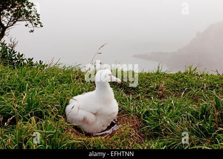 Flauschige weiße Albatros Küken warten auf Eltern, Royal Albatross Centre, Taiaroa Head, Otago, Südinsel, Neuseeland Stockfoto