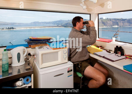 Ranger von der Royal Albatross Centre in seinem Observatorium Albatros Kolonie, Taiaroa Head, Otago, Suedinsel, Neuseeland Stockfoto