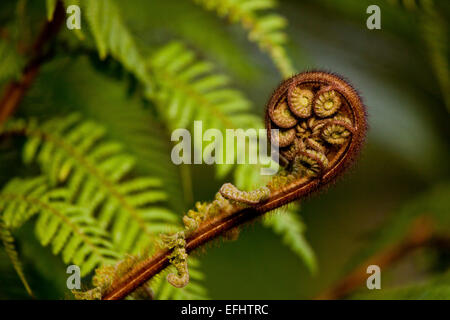 Junge Farn Wedel, Maori, Koru, Whirinaki Forest, Neuseeland Stockfoto