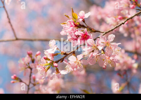 Himalayan Wildkirsche (Prunus Cerasoides) (Sakura in Thailand) am Phu Lom Lo Berg, Loei, Thailand Stockfoto