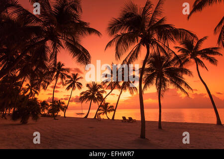 Strand mit Palmen im Morgenlicht bei Sonnenaufgang, Moorings Village Resort Islamorada, Florida Keys, Florida, USA Stockfoto