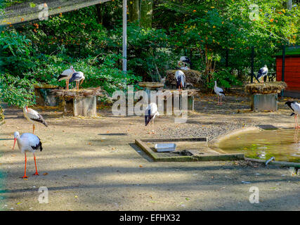 Störche gefangen im Zoo Parc de l'Orangerie Park Straßburg Elsass Frankreich Europa Stockfoto