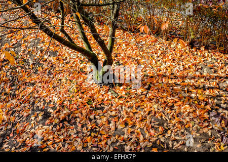 Tote Blätter von Prunus Sargentii Baum im Herbst das Elsass Frankreich Europa Stockfoto