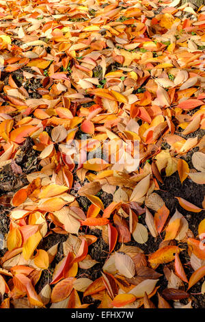 Tote Blätter von Sargentii Prunus Baum im Herbst Elsass Frankreich Stockfoto