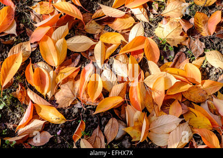 Tote Blätter von Sargentii Prunus Baum im Herbst Elsass Frankreich Stockfoto