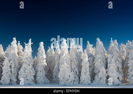 Schneebedeckte Bäume vor einem tiefblauen Himmel, Schauinsland, in der Nähe von Freiburg Im Breisgau, Schwarzwald, Baden-Württemberg, Deutschland Stockfoto
