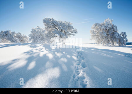 Spuren im frischen Schnee und Schnee bedeckte Bäume, Schauinsland, in der Nähe von Freiburg Im Breisgau, Schwarzwald, Baden-Württemberg, Keim Stockfoto