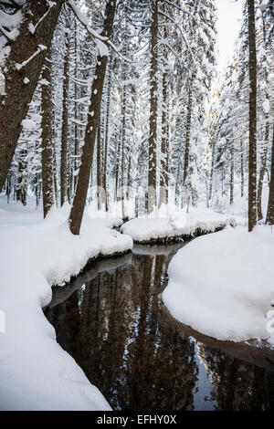 Schneebedeckte Bäume und Bächlein, Bernau, Schwarzwald, Baden-Württemberg, Deutschland Stockfoto