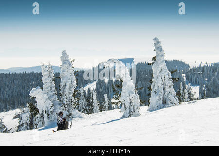 Schneebedeckte Tannen und Skifahrer, Feldberg, Schwarzwald, Baden-Württemberg, Deutschland Stockfoto