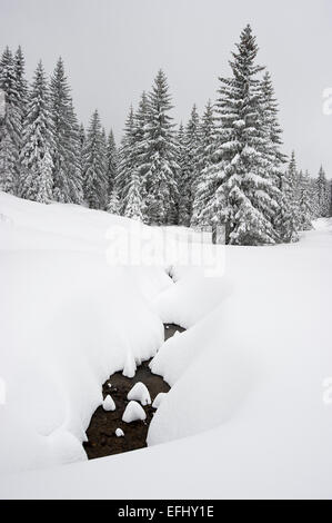 Schneebedeckte Bäume, Schauinsland bei Freiburg Im Breisgau, Schwarzwald, Baden-Württemberg, Deutschland Stockfoto