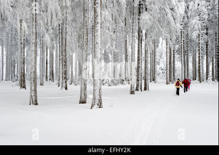 Langläufer in der Nähe von Hinterzarten, Schwarzwald, Baden-Württemberg, Deutschland Stockfoto