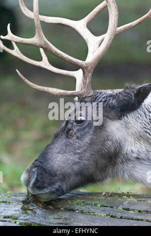 Whipsnade Zoo: Rentier (Rangifer Tarandus). Stockfoto