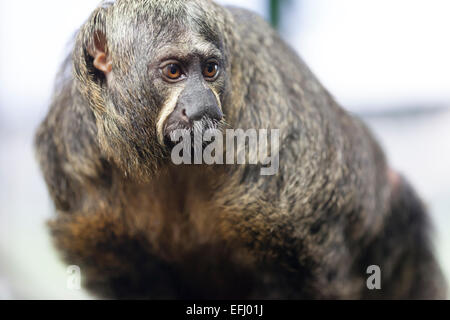 Whipsnade Zoo: Wildilfe - weibliche White-faced Saki Affen (Pithecia Pithecia). Stockfoto