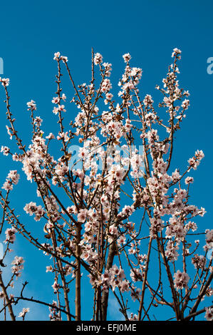 Mandel ist ursprünglich aus dem Nahen Osten, sondern kultiviert in vielen anderen Regionen. Auf La Palma ist es im Februar blühen. Stockfoto