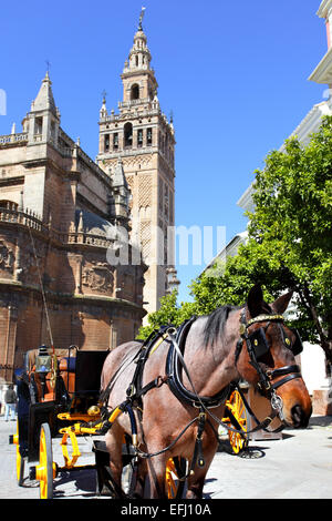 Kutsche und Pferd in der Nähe von Kathedrale, Sevilla Stockfoto