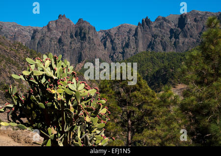 Opuntia wächst in der Caldera de Taburiente auf La Palma.  Opuntien Wachsen bin Grund der Caldera Auf La Palma. Stockfoto