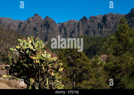 Opuntia wächst in der Caldera de Taburiente auf La Palma.  Opuntien Wachsen bin Grund der Caldera Auf La Palma. Stockfoto