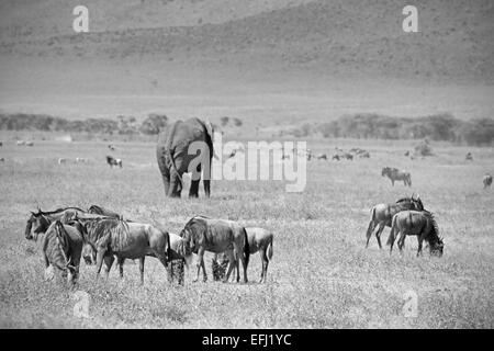 Schwarz / weiß Bild eines afrikanischen Elefanten, Loxodonta Africana, Fuß in der Mitte einer Herde von blauen Wilebeest, Connochaete Stockfoto