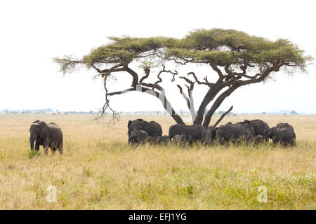 Herde von afrikanischen Elefanten, Loxodonta Africana, auf den Schatten einer Akazie mit dem Bull Bewachung und Schutz von der Gruppe ich Stockfoto