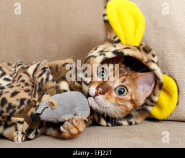 Weibliche Bengalkatze Kitten auf Sofa in Leopard Kostüm spielen mit einem Spielzeug maus Model Release: Nein Property Release: Ja (CAT). Alle Bilder für die Lizenzierung und Fine Art Prints. Kontakt details, vorzugsweise per e-mail oder Martin@carlssoninc.se Martin@martincarlsson.phot ography Stockfoto