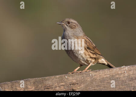 Voll Potrait einer Heckenbraunelle Prunella Modularis, thront auf einem Tor in der Sonne mit einem natürlichen aus Fokus Hintergrund Stockfoto