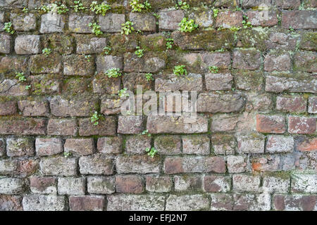 Im Hintergrund eine alte verwitterte Wand Cith Moos und Unkraut drauf. Stockfoto