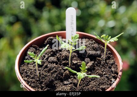 Maskotka Cherry Tomaten Setzlinge in einen Plastiktopf. Stockfoto