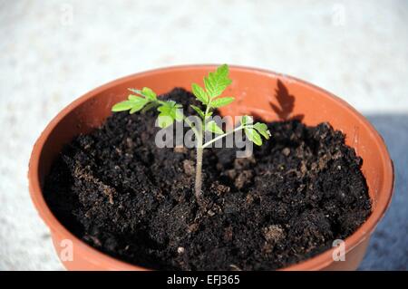 Maskotka Cherry-Tomate in einen Plastiktopf Sämling. Stockfoto