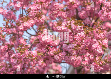 Sakura-Zweig Schönheit hautnah Stockfoto