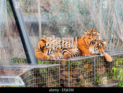 Ein Jahr alt Sumatra-Tiger Cubs am ZSL London Zoo Stockfoto