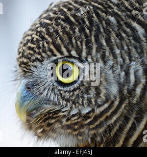 Asiatische verjährt Owlet (Glaucidium Cuculoides), Gesicht Profil Stockfoto
