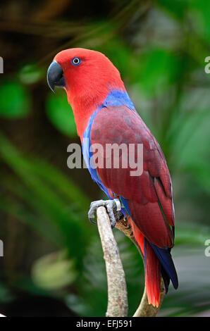 Bunte rote Papagei, weibliche Edelpapagei (Eclectus Roratus), Seitenansicht Stockfoto