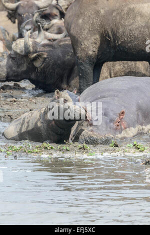 Ein ugandischer Säugetier Tier - bleibt Baby Nilpferd in der Nähe seiner Mutter an den schlammigen Ufern des Lake Edward, Uganda. Stockfoto