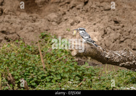 Männlicher Erwachsenen pied Kingfisher (Ceryle Rudis) mit einem Fisch im Schnabel auf einem Ast des Baumes. Ugandische Vögel Wildlife Natur Vogel Stockfoto