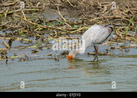 Ugandische Tierwelt Vögel - ein gelb-billed Storch (Mycteria Ibis) ernähren sich von den Ufern des Lake Edward, Uganda. Stockfoto